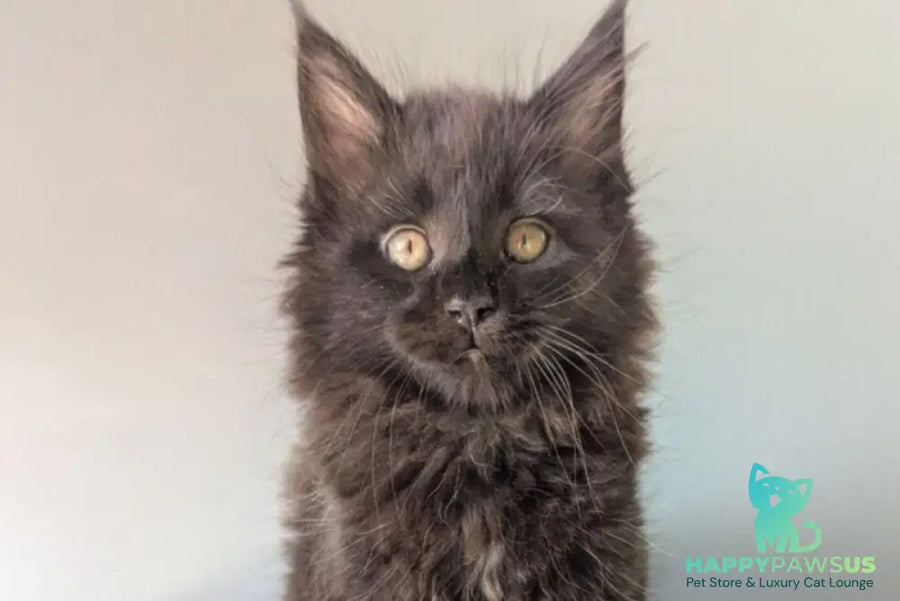 Hamster Maine Coon male black - live animals