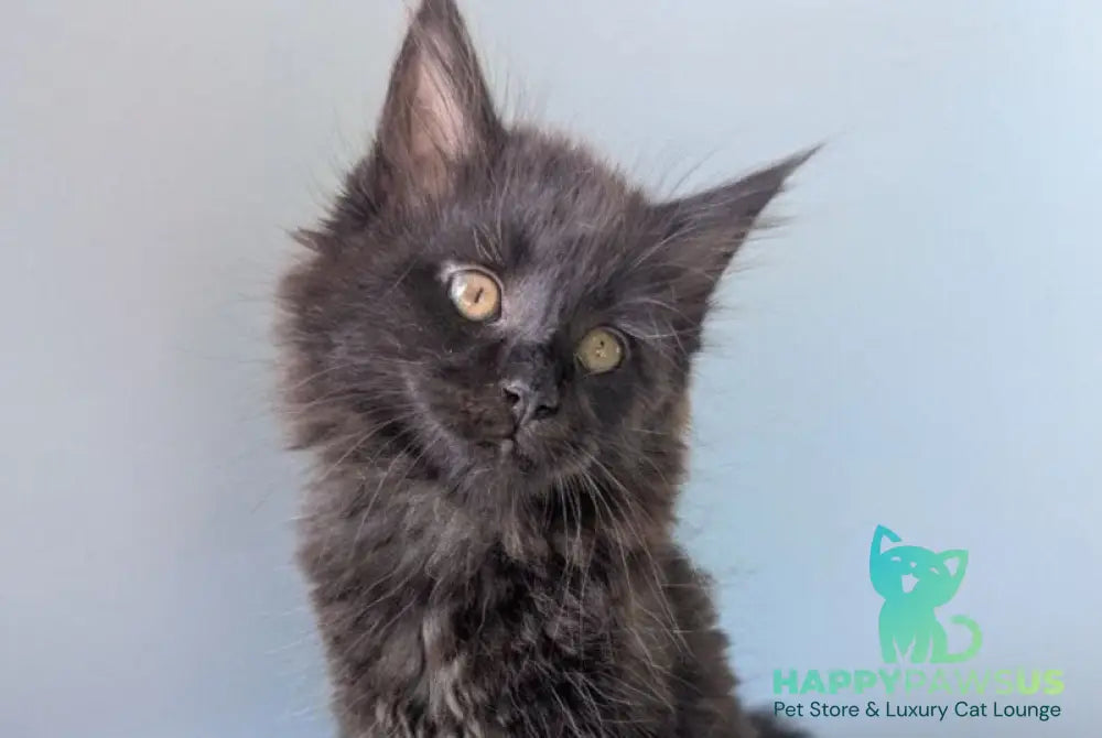 Hamster Maine Coon male black - live animals