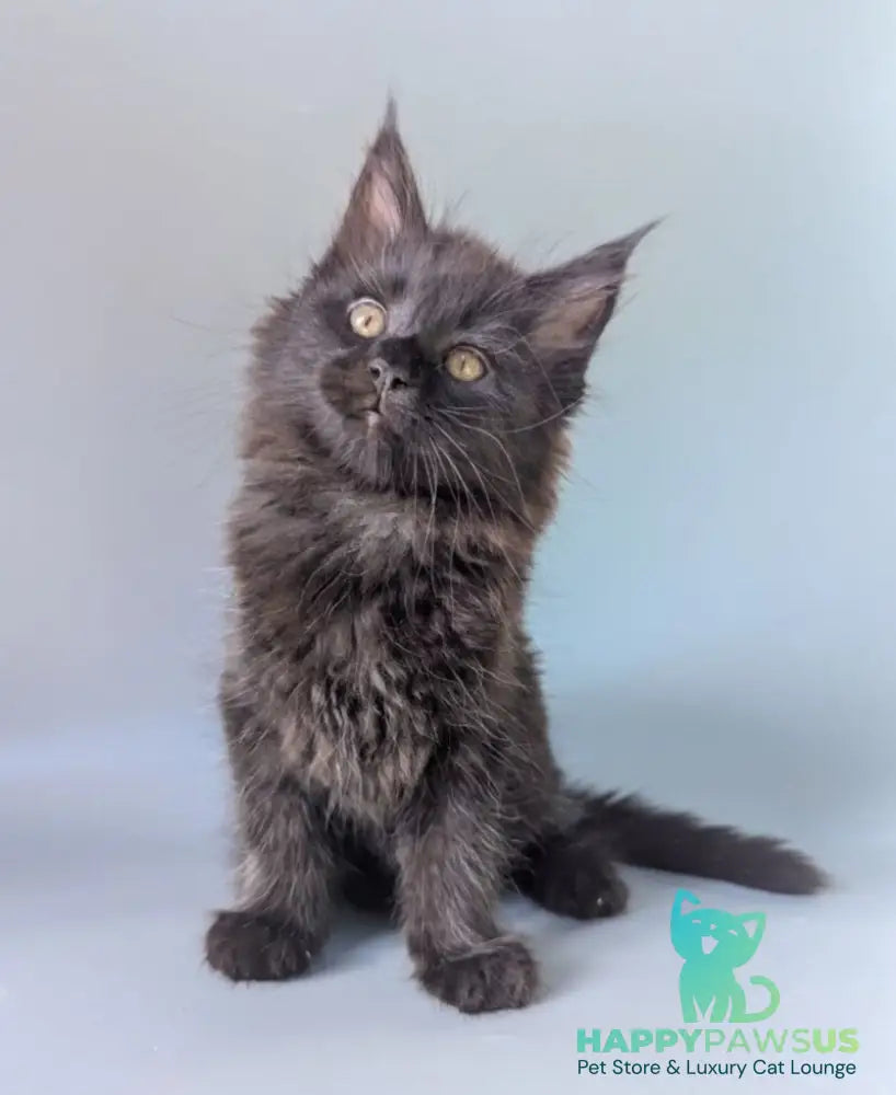 Hamster Maine Coon male black - live animals