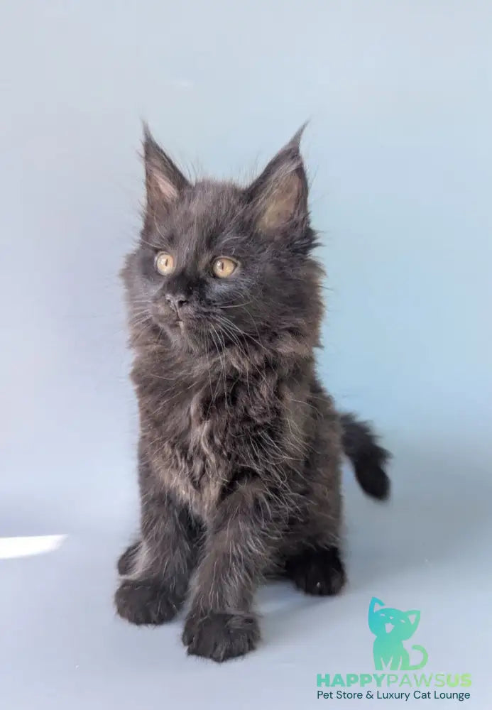 Hamster Maine Coon male black - live animals