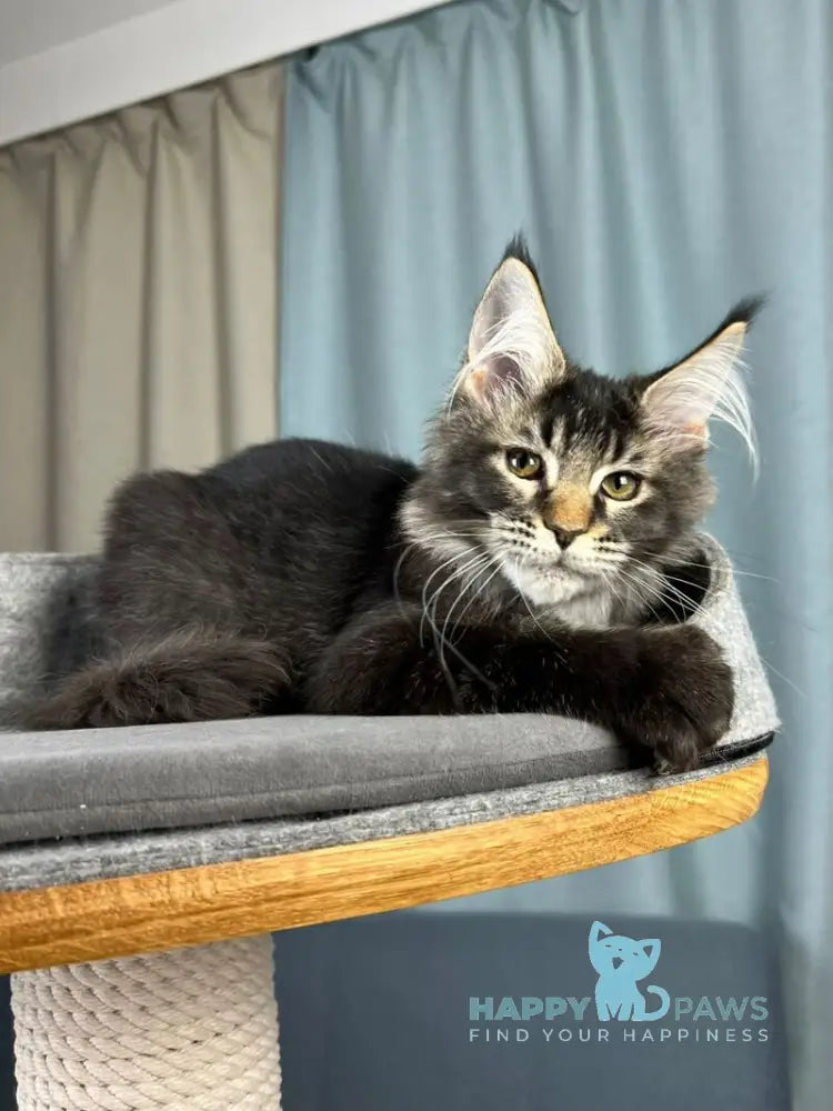 Hamster Maine Coon male black ticked tabby live animals