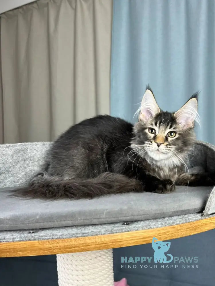 Hamster Maine Coon male black ticked tabby live animals