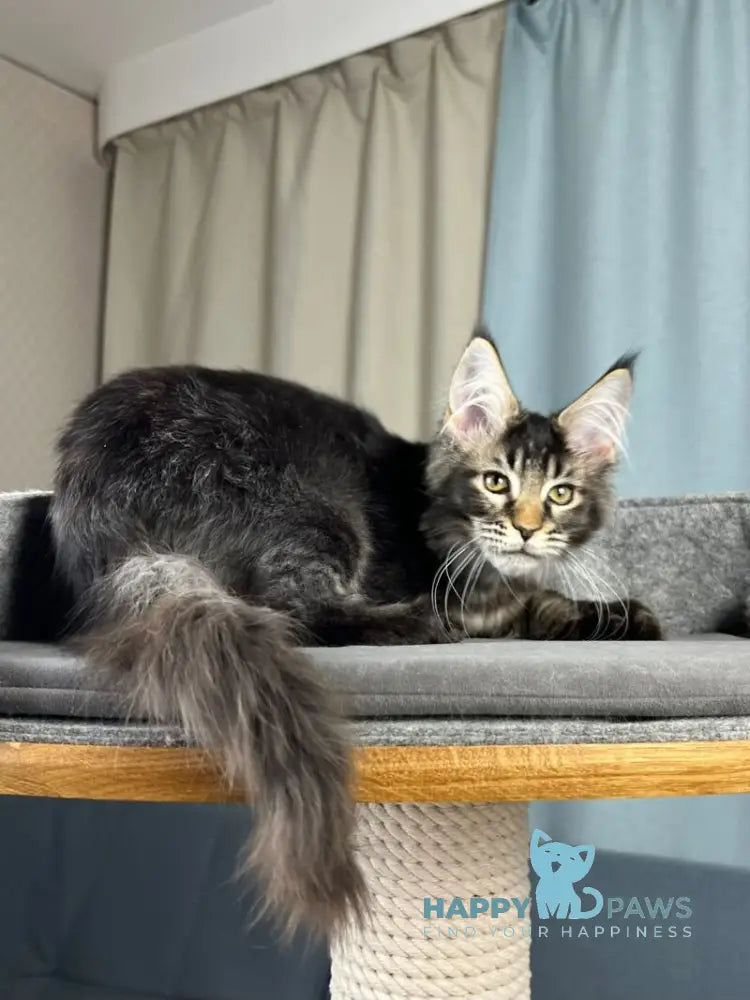 Hamster Maine Coon male black ticked tabby live animals