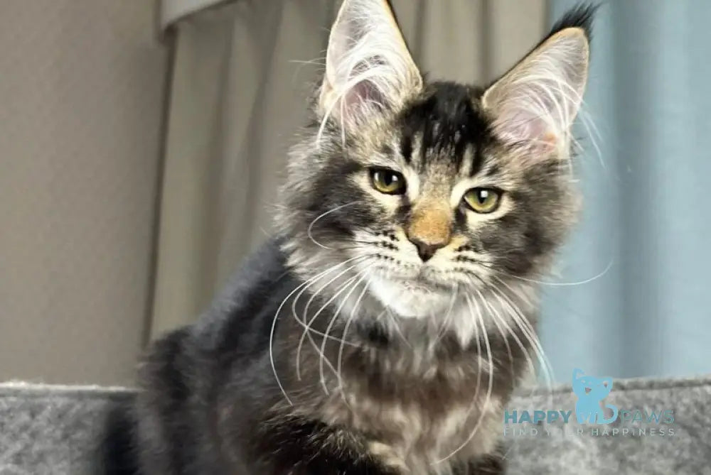 Hamster Maine Coon male black ticked tabby live animals