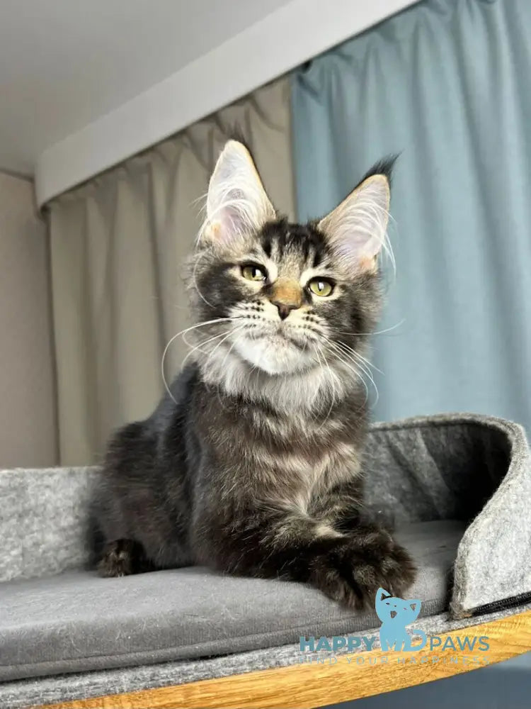 Hamster Maine Coon male black ticked tabby live animals