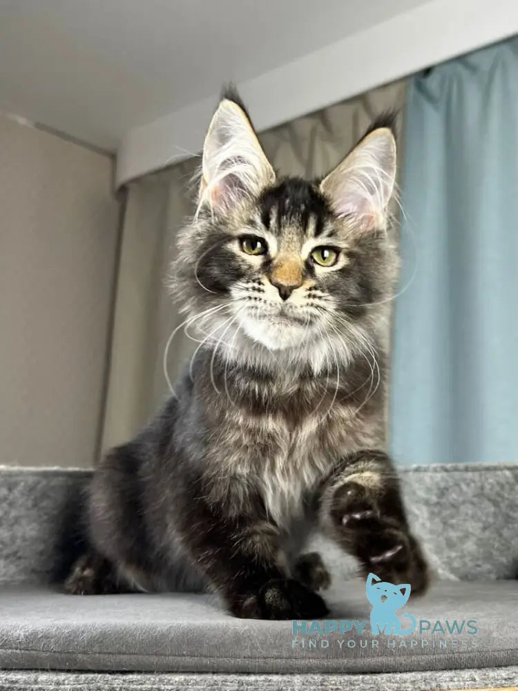 Hamster Maine Coon male black ticked tabby live animals