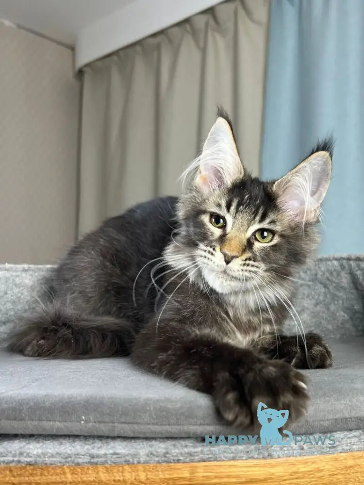 Hamster Maine Coon male black ticked tabby live animals