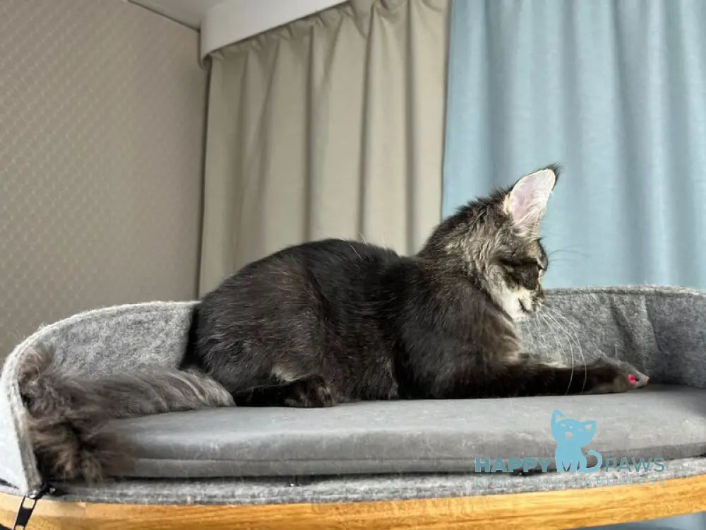 Hamster Maine Coon male black ticked tabby live animals