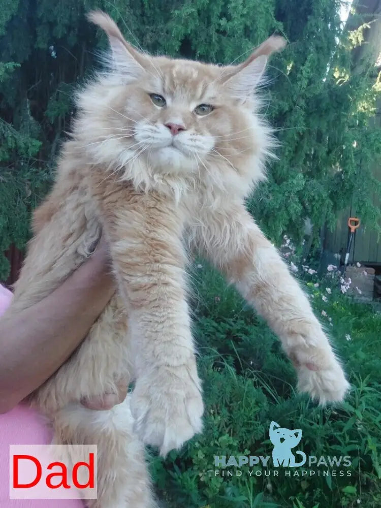 Hamster Maine Coon male black ticked tabby live animals