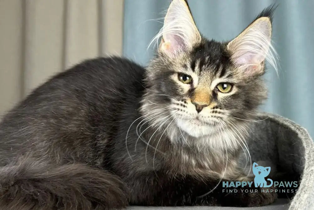 Hamster Maine Coon male black ticked tabby live animals