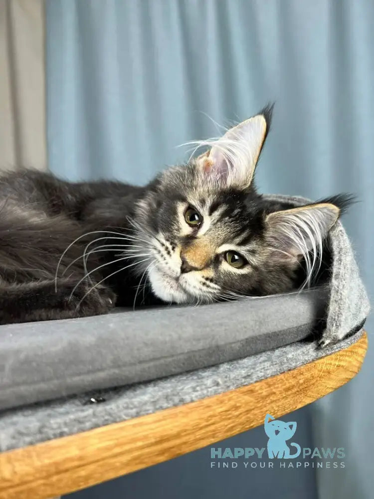 Hamster Maine Coon male black ticked tabby live animals