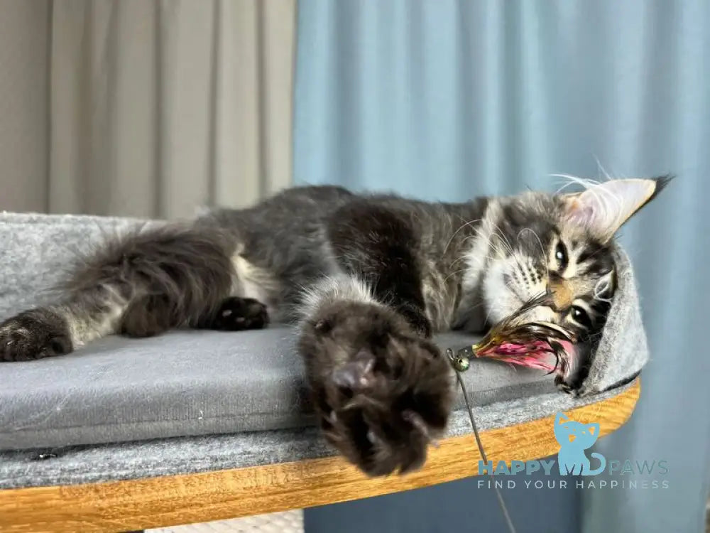 Hamster Maine Coon male black ticked tabby live animals