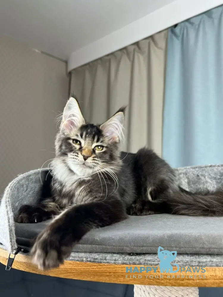 Hamster Maine Coon male black ticked tabby live animals