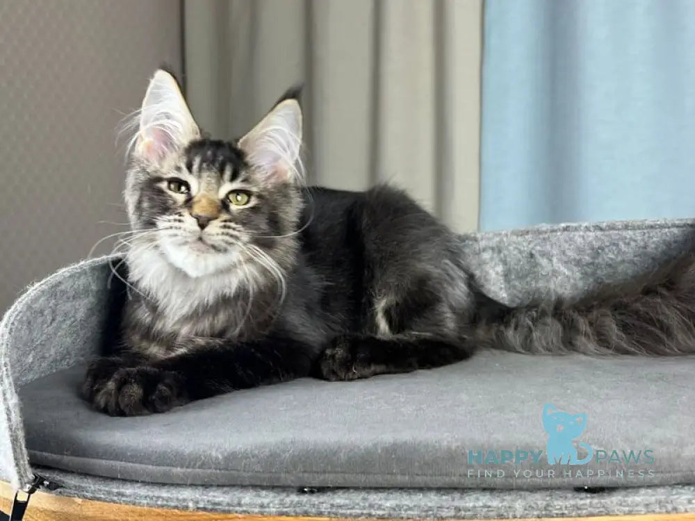 Hamster Maine Coon male black ticked tabby live animals