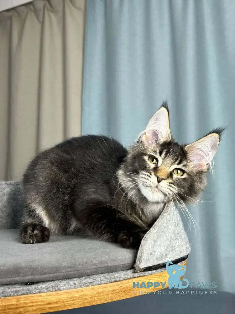 Hamster Maine Coon male black ticked tabby live animals