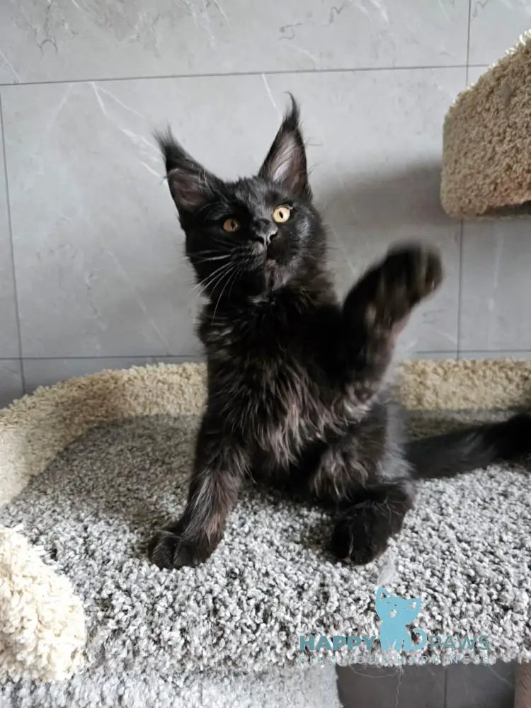 Han Maine Coon male black live animals