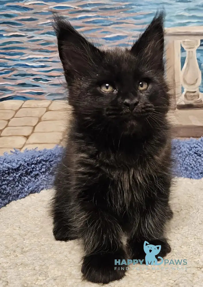 Han Maine Coon male black live animals