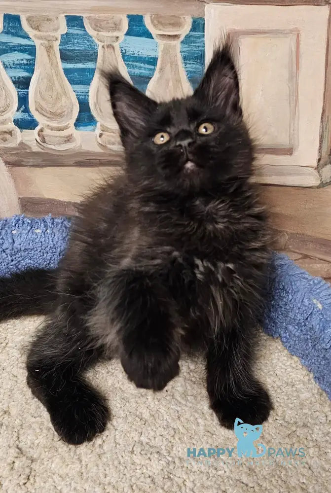 Han Maine Coon male black live animals
