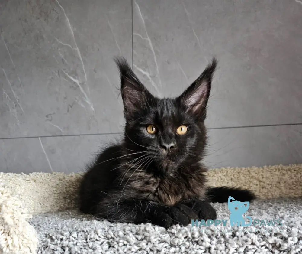 Han Maine Coon male black live animals