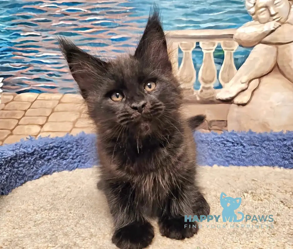 Han Maine Coon male black live animals