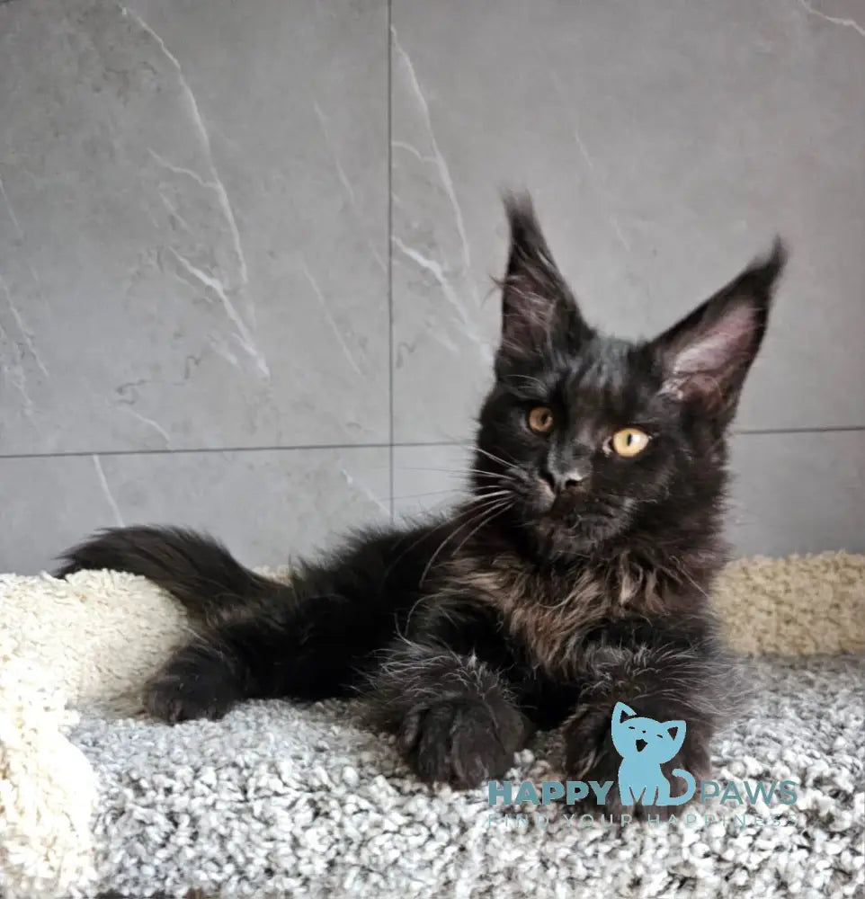 Han Maine Coon male black live animals