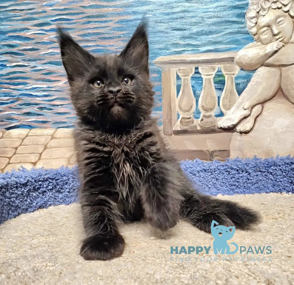 Han Maine Coon male black live animals