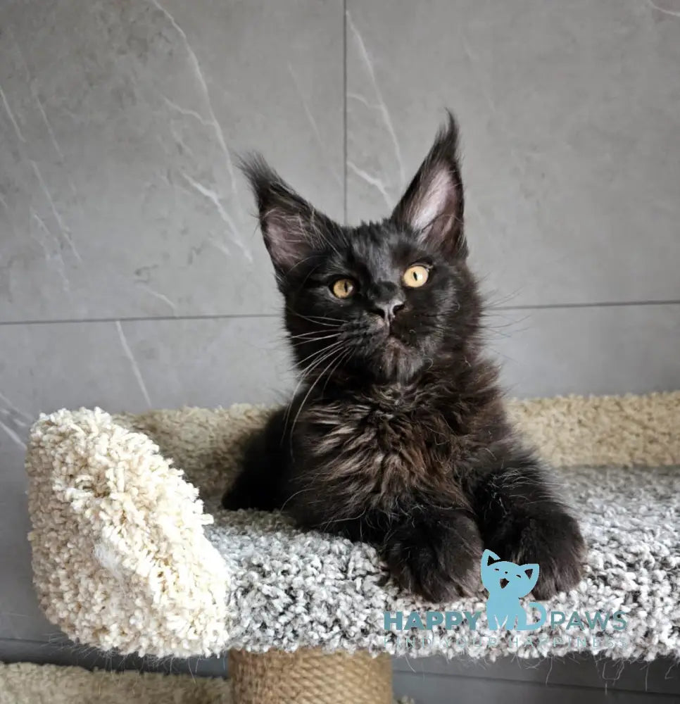 Han Maine Coon male black live animals