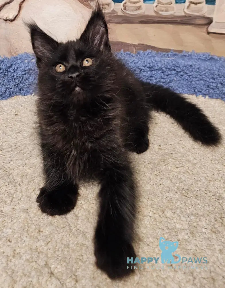 Han Maine Coon male black live animals