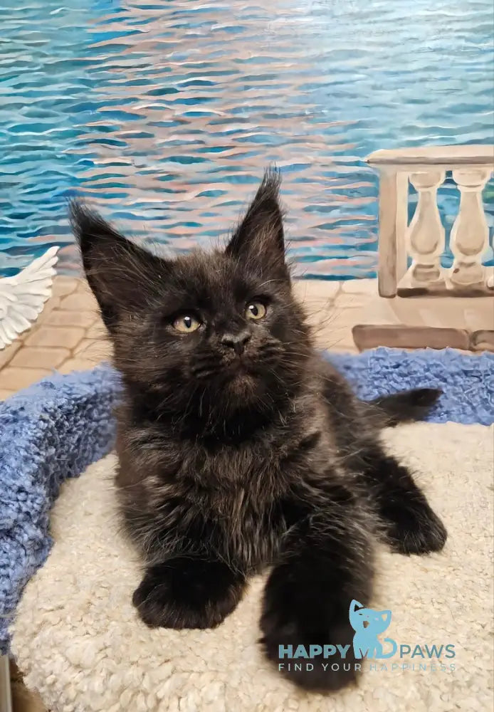 Han Maine Coon male black live animals