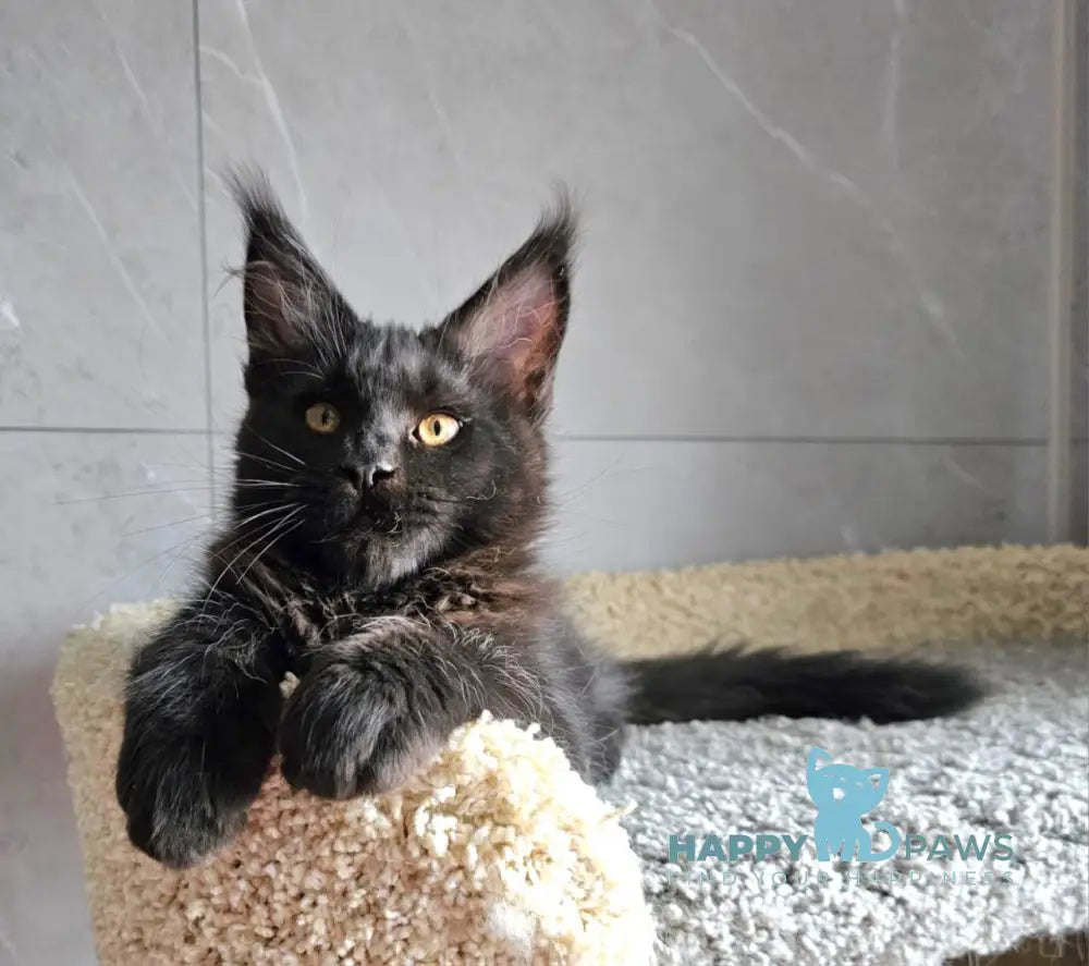 Han Maine Coon male black live animals