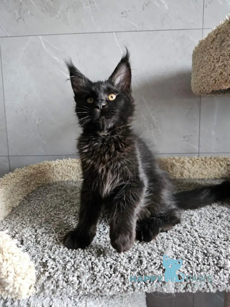 Han Maine Coon male black live animals