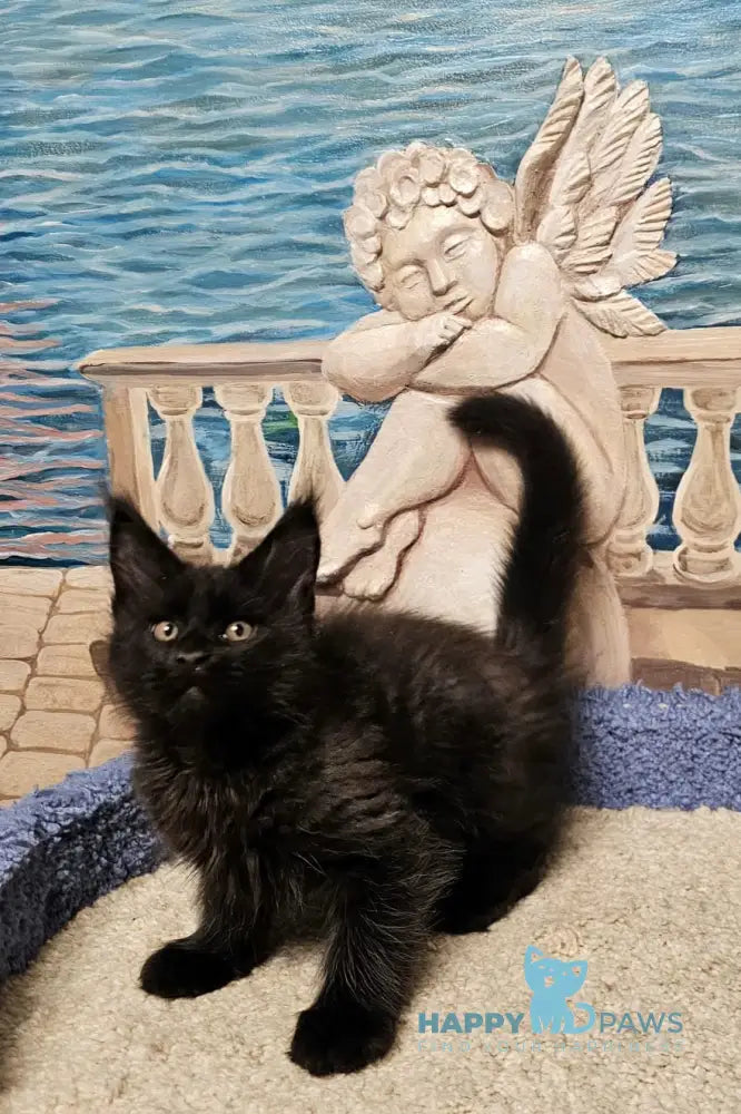 Han Maine Coon male black live animals
