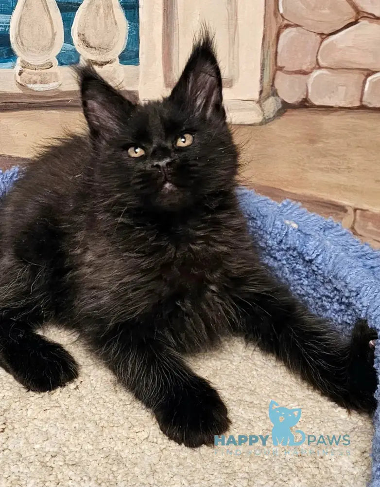 Han Maine Coon male black live animals