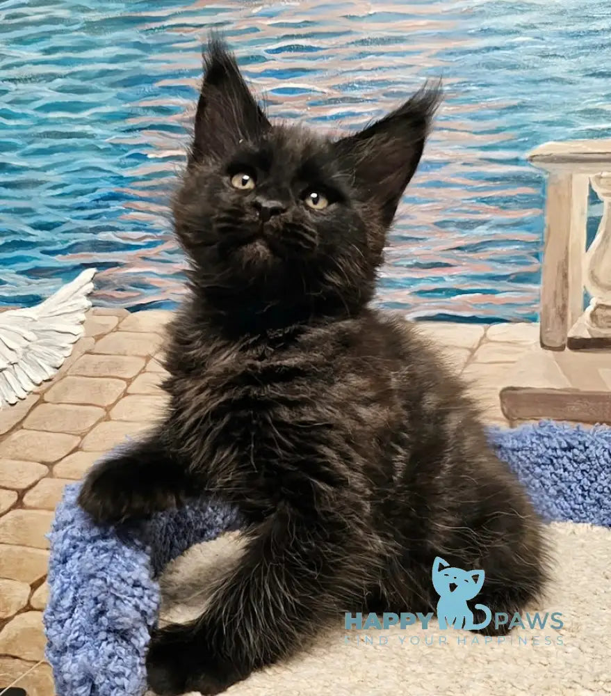 Han Maine Coon male black live animals