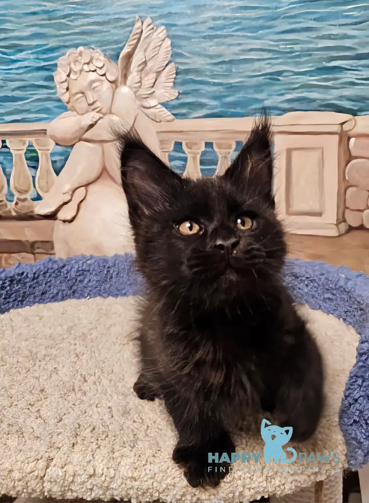Han Maine Coon male black live animals