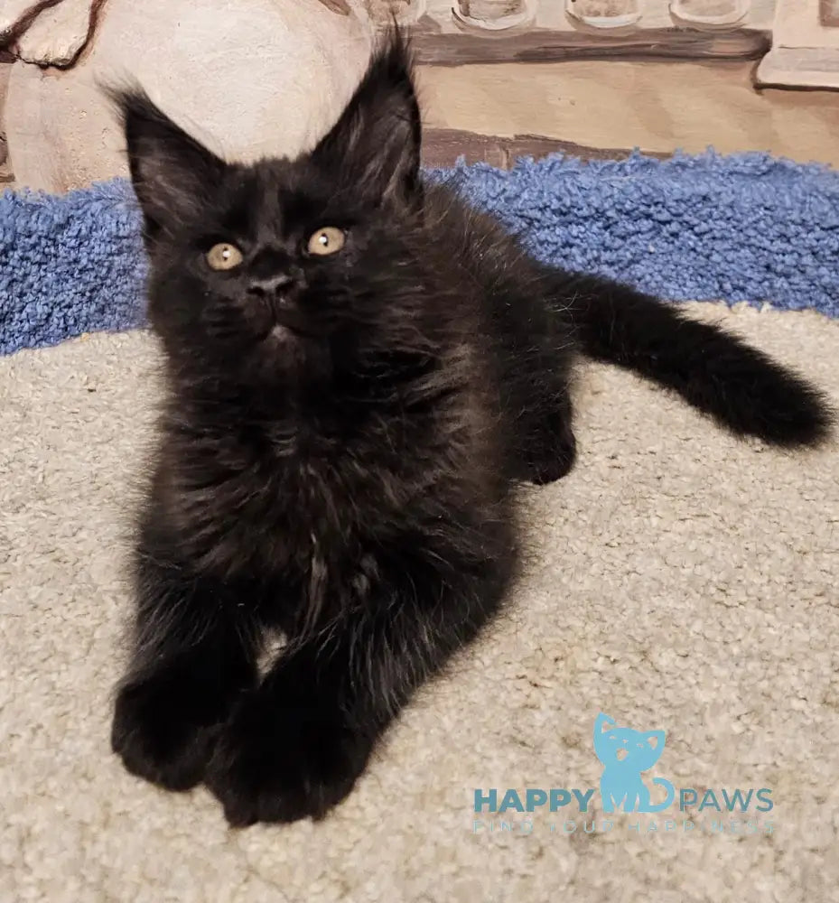 Han Maine Coon male black live animals