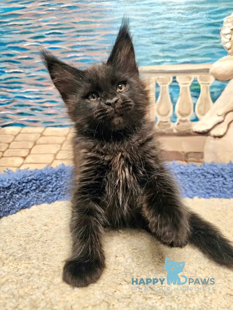 Han Maine Coon male black live animals