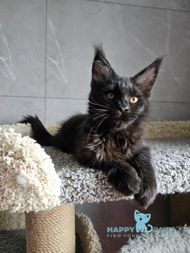 Han Maine Coon male black live animals