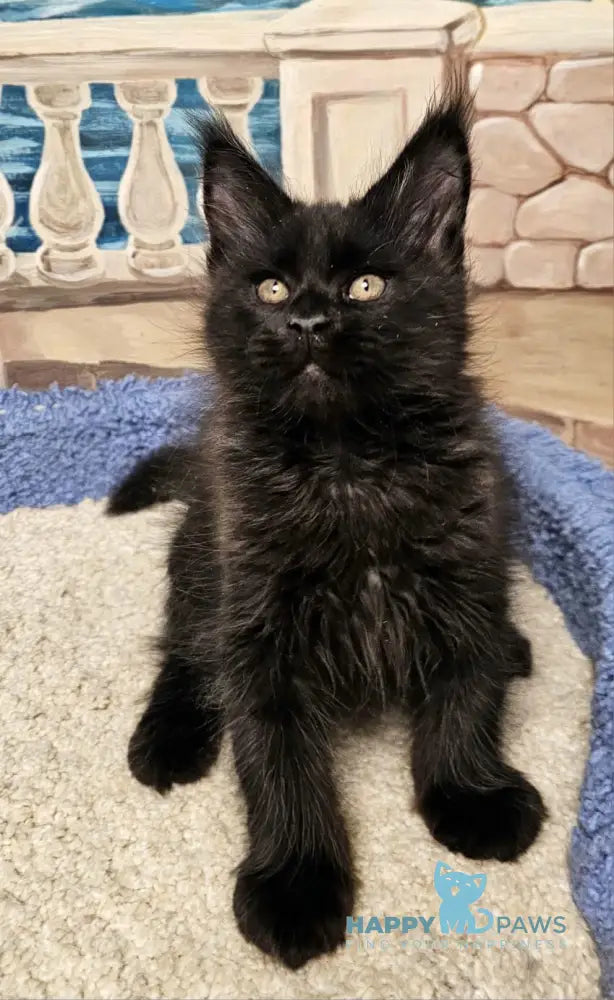 Han Maine Coon male black live animals