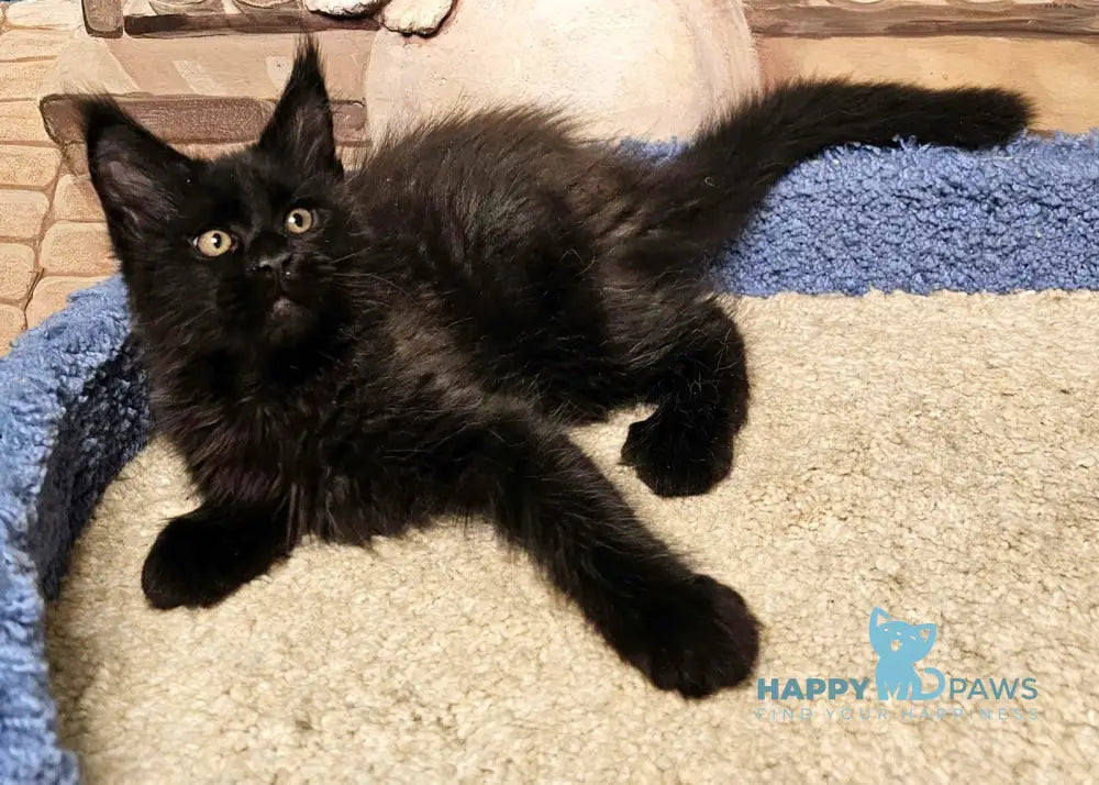 Han Maine Coon male black live animals