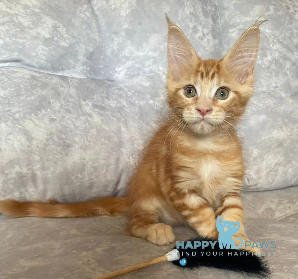 Han Maine Coon male red live animals