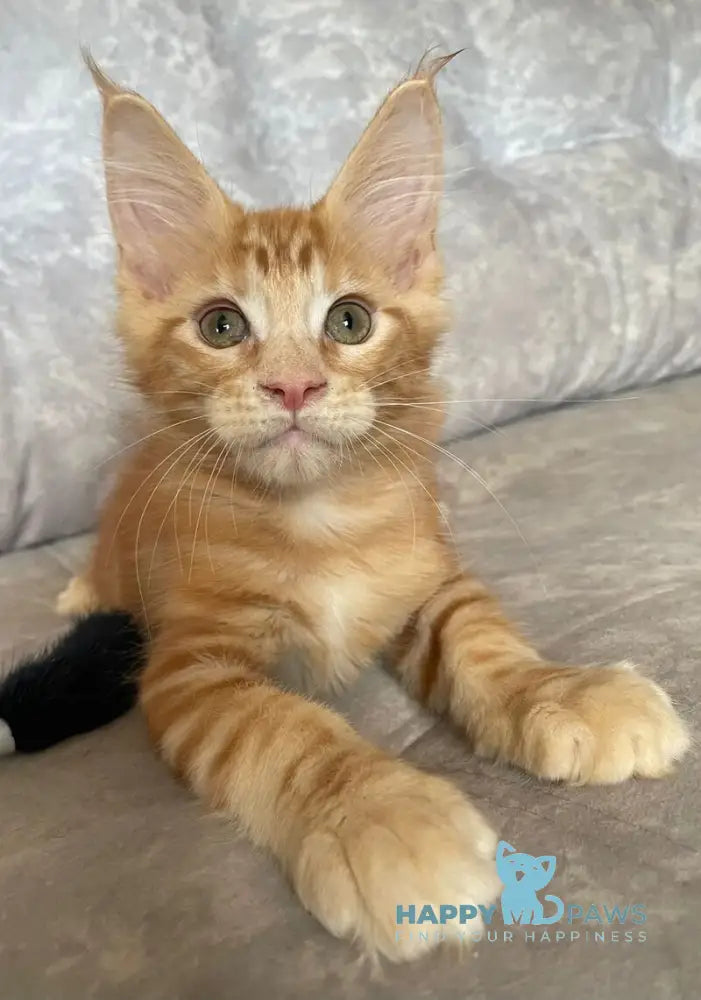 Han Maine Coon male red live animals