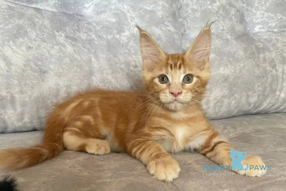 Han Maine Coon male red live animals
