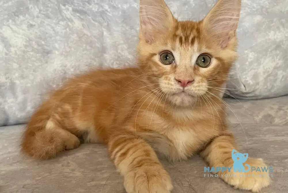 Han Maine Coon male red live animals