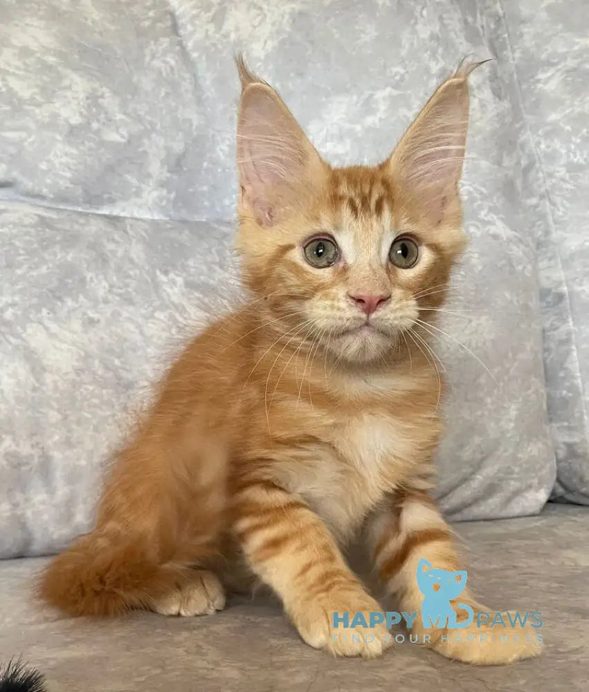 Han Maine Coon male red live animals