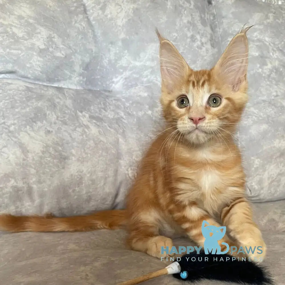 Han Maine Coon male red live animals