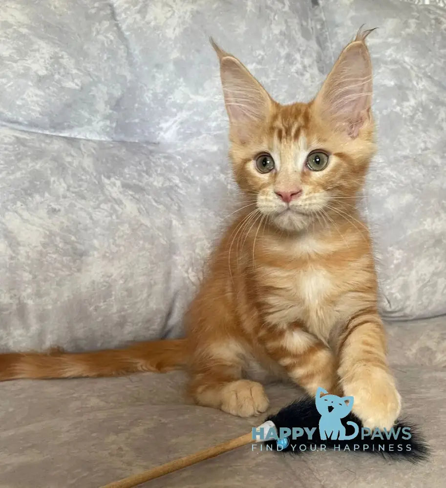 Han Maine Coon male red live animals