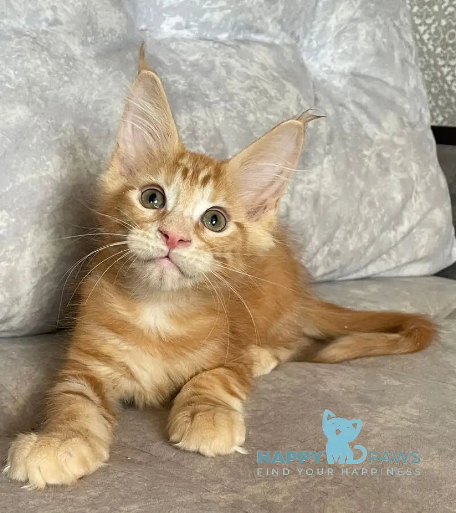 Han Maine Coon male red live animals