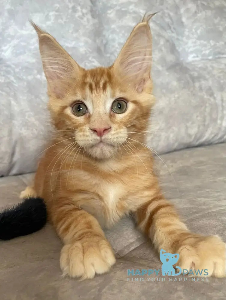 Han Maine Coon male red live animals