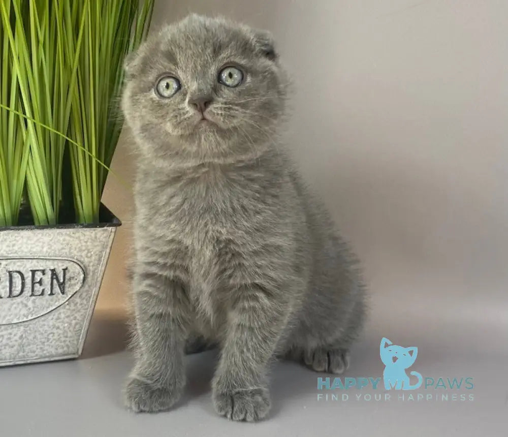 Han Scottish Fold male blue live animals